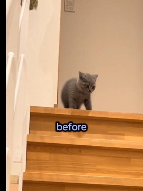 イカ耳の子猫