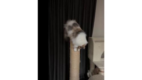 爪とぎしている猫