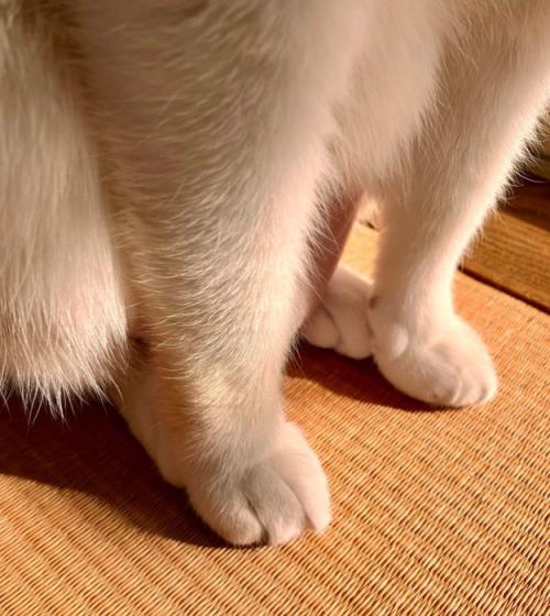 前足と後ろ足をつける猫