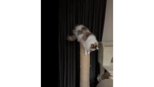 爪とぎしている猫