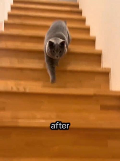 右前足を伸ばして階段を下りる猫