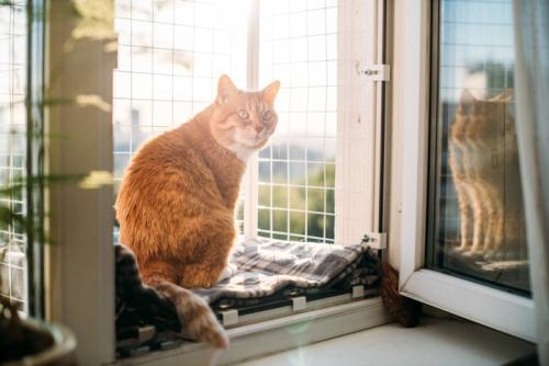 フェンスのついた窓際に座る猫