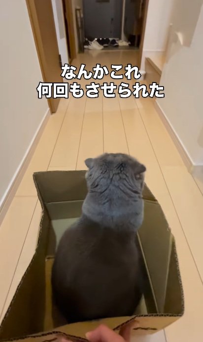 段ボールの中に座っている猫と段ボールを動かす飼い主の手