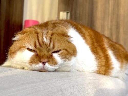 不貞腐れたような表情で平べったくなって寝る猫
