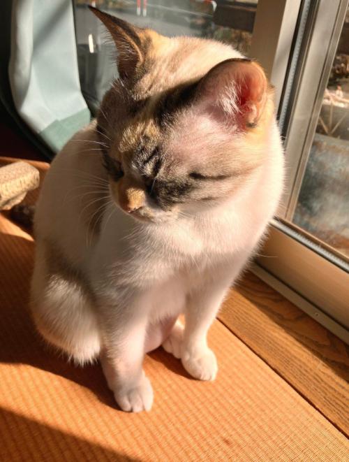 眠そうな猫