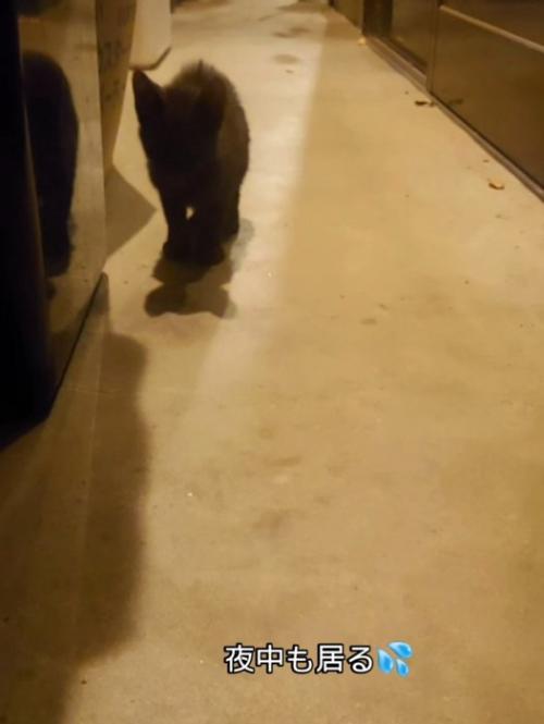 立っている子猫