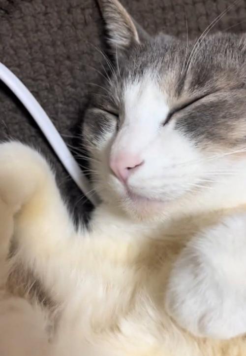 眠る猫