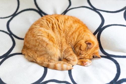 まんまるになる猫