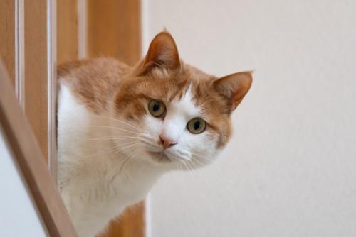 隙間から顔を出す猫
