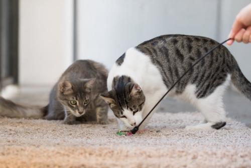 猫じゃらしを狙う2匹の猫
