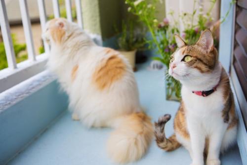 ベランダで遊ぶ猫たち