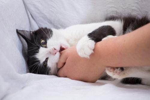 飼い主の手を噛むハチワレ