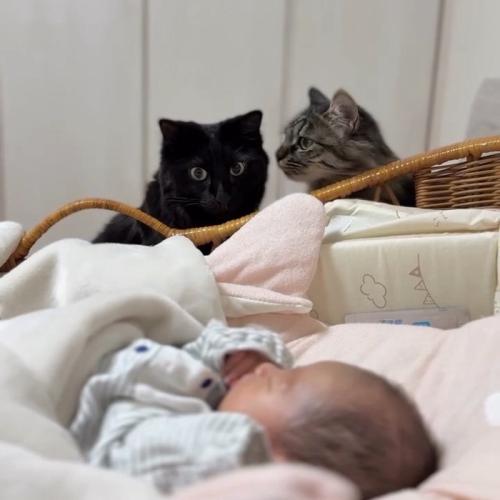 横を向く猫