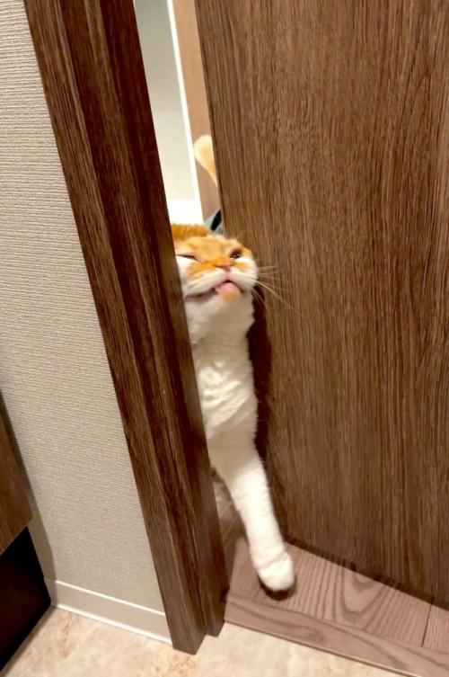 必死の形相でドアを開けようとする猫