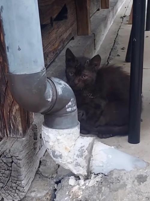 外で座る子猫