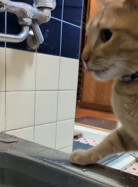 湯船から顔をあげる猫