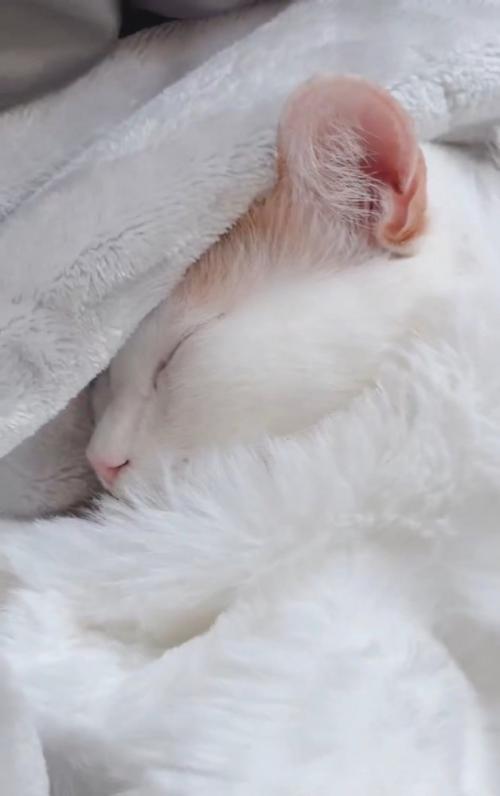 寝ている猫