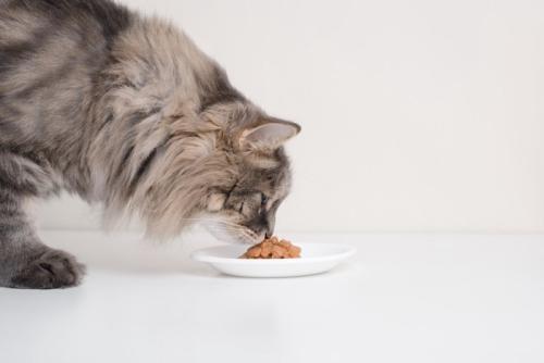 ご飯のにおいを嗅ぐ猫