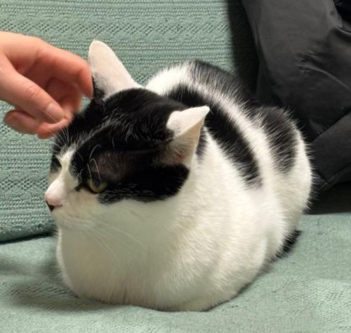 香箱座りの猫