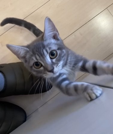 壁を登る子猫2