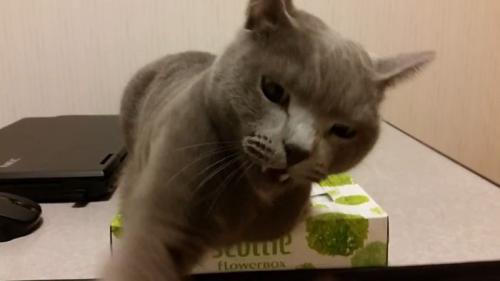 パンチ