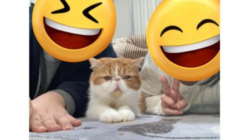 男女と猫