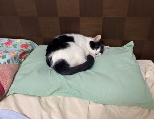 丸くなる猫