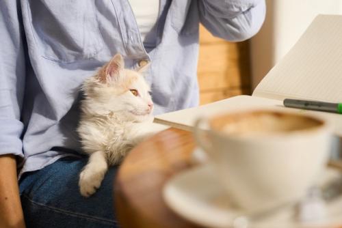 くつろぐ猫