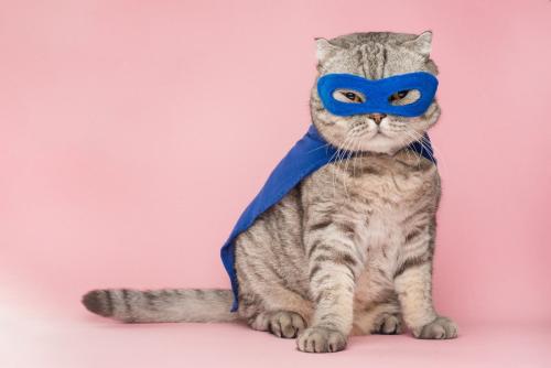 スーパーヒーロー猫のイメージ