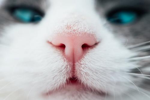猫の鼻のアップ