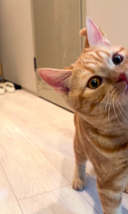 立ち上がる猫