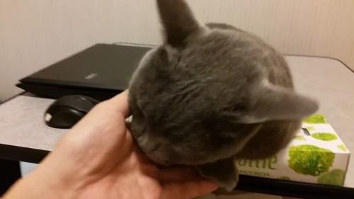 噛みつき