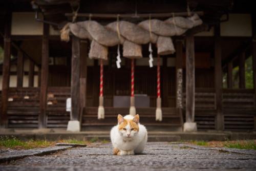 神社にいる猫