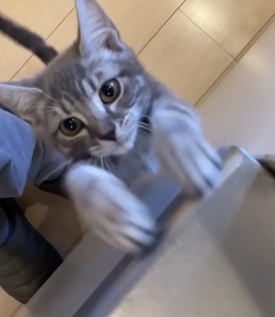 壁を登る子猫1