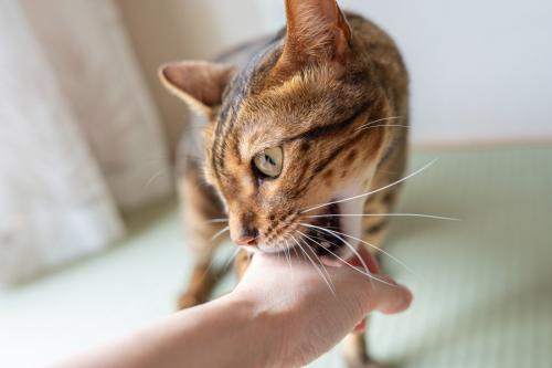 手に噛みつく猫