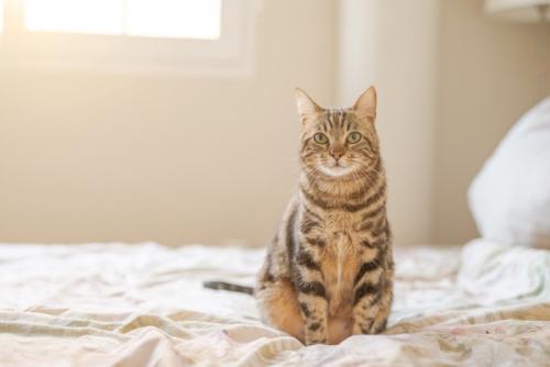 ベッドを陣取る猫