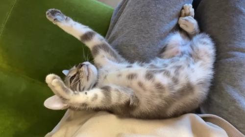 ヘソ天の子猫