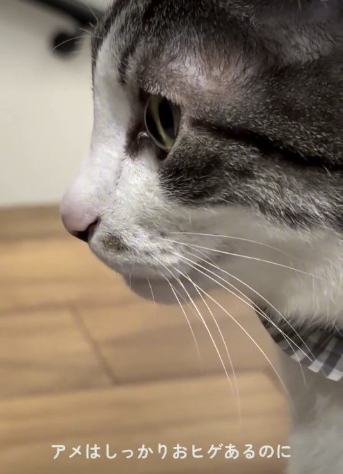 猫の横顔