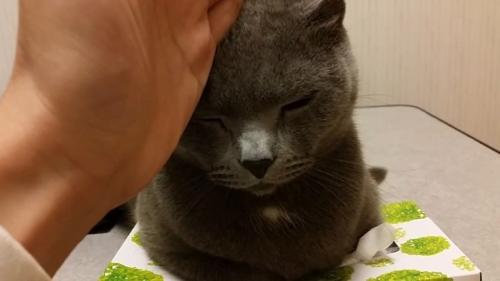 チョップ