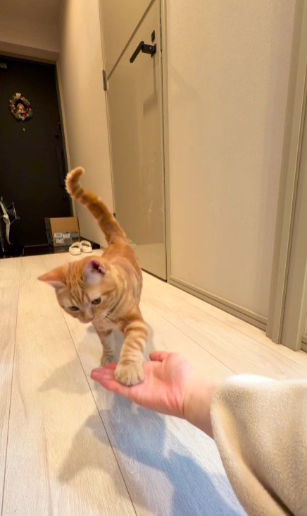 お手をする猫