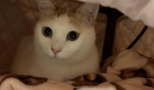 こたつの中にいる猫