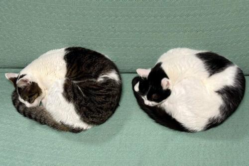 猫2匹