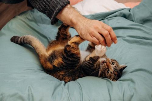 ベッドで飼い主と遊ぶ子猫