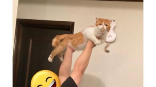 男性に持ち上げられている猫
