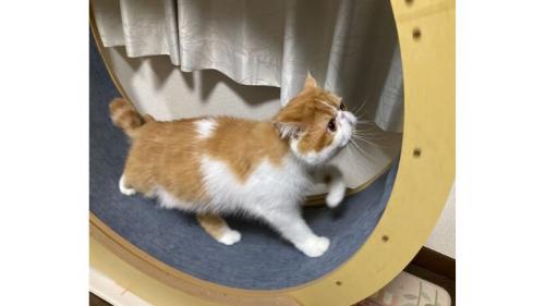 走っている猫