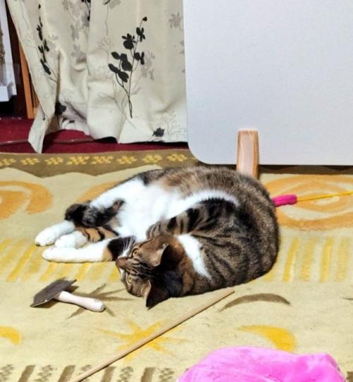 寝そべる猫