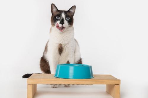 ご飯を食べる猫