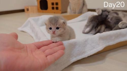 手の上に前足