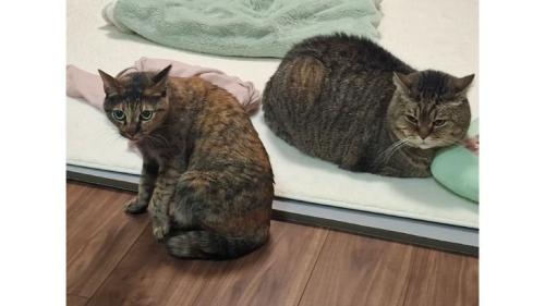 室内にいる猫