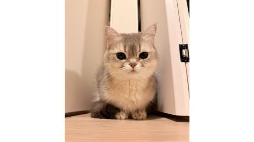 室内にいる猫